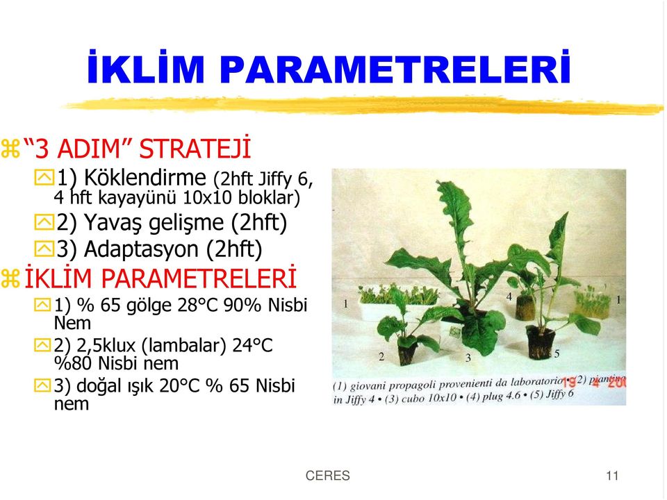 (2hft) ÝKLÝM PARAMETRELERÝ 1) % 65 gölge 28 C 90% Nisbi Nem 2)