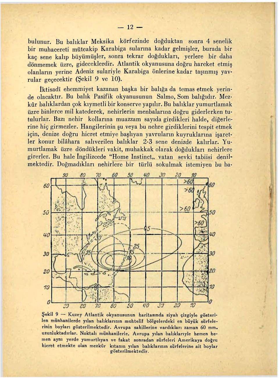 dönmemek iizre, gideceklerdir. Atlantik okyanusuna doğru hareket etmiş olanların yerine Adeniz sulariyle Karabiga önlerine kadar taşınmış yavrular geçecektir (Şekil 9 ve 10).