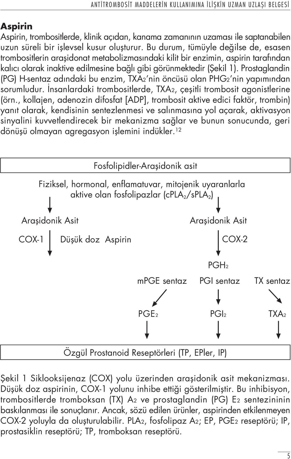 Prostaglandin (PG) H-sentaz ad ndaki bu enzim, TXA2 nin öncüsü olan PHG2 nin yap m ndan sorumludur. nsanlardaki trombositlerde, TXA2, çeflitli trombosit agonistlerine (örn.