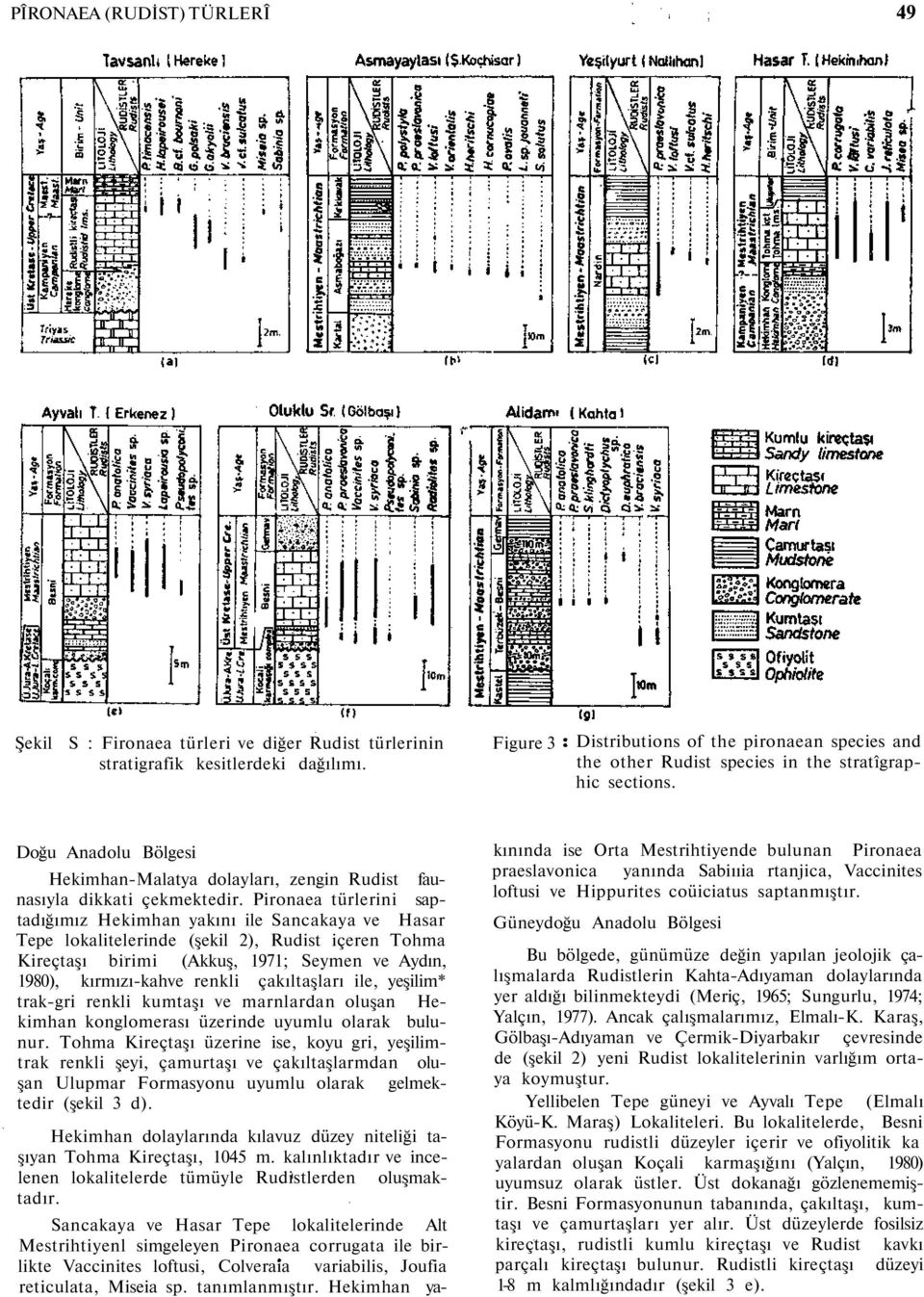 Pironaea türlerini saptadığımız Hekimhan yakını ile Sancakaya ve Hasar Tepe lokalitelerinde (şekil 2), Rudist içeren Tohma Kireçtaşı birimi (Akkuş, 1971; Seymen ve Aydın, 1980), kırmızı-kahve renkli