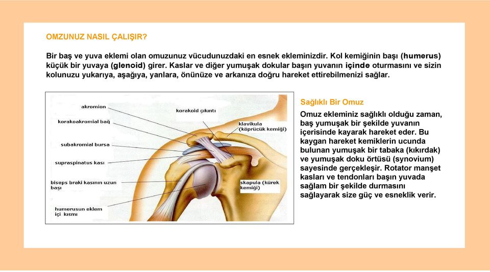 Sağlıklı Bir Omuz Omuz ekleminiz sağlıklı olduğu zaman, baş yumuşak bir şekilde yuvanın içerisinde kayarak hareket eder.