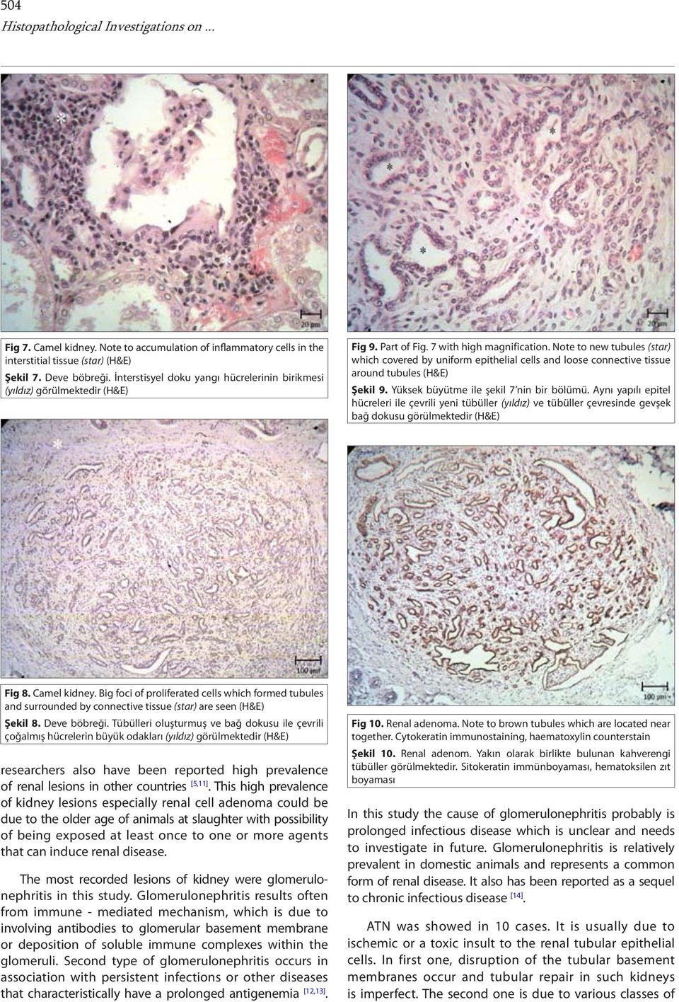 Note to new tubules (star) which covered by uniform epithelial cells and loose connective tissue around tubules (H&E) Şekil 9. Yüksek büyütme ile şekil 7 nin bir bölümü.