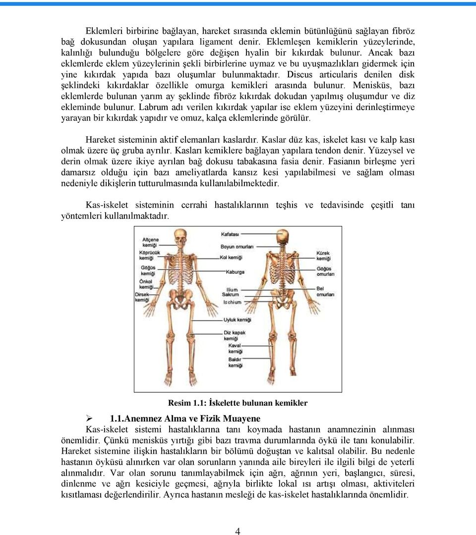 Ancak bazı eklemlerde eklem yüzeylerinin Ģekli birbirlerine uymaz ve bu uyuģmazlıkları gidermek için yine kıkırdak yapıda bazı oluģumlar bulunmaktadır.