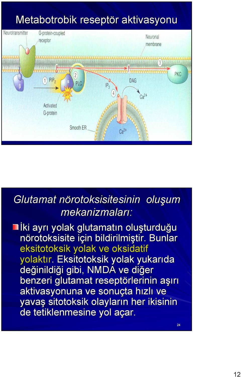 Bunlar eksitotoksik yolak ve oksidatif yolaktır.