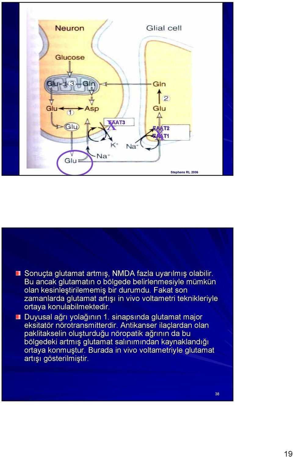 Fakat son zamanlarda glutamat artışı in vivo voltametri teknikleriyle ortaya konulabilmektedir. Duyusal ağrı yolağının 1.