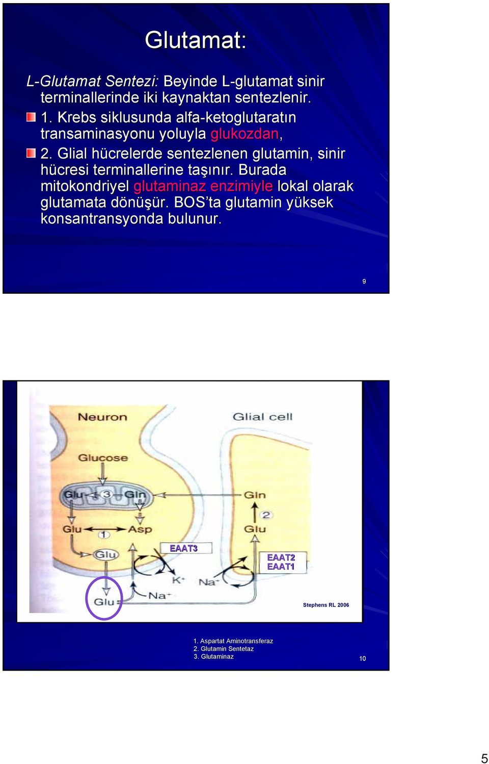 Glial hücrelerde sentezlenen glutamin,, sinir hücresi terminallerine taşınır.