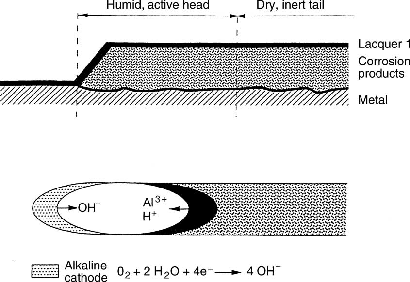 Types of Corrosion on Aluminium 135 Cathodic delamination Filiform corrosion results from the formation of a small hygroscopic disk having a relative humidity in equilibrium with the ambient