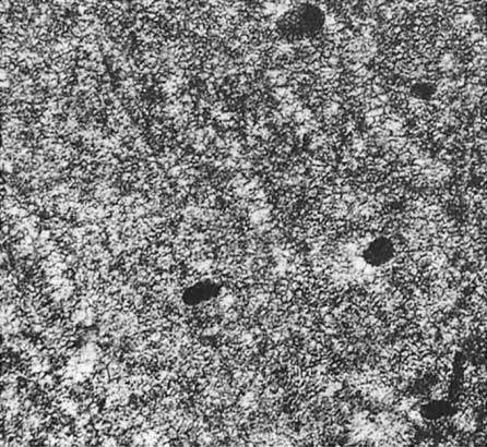 Freshwater 307 Figure D.1.4. Clear oxide layer formed on 3003 by immersion in boiling distilled water (50 000 ) [9]. milk in the utensils prior to their first use [8].