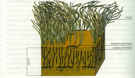 Posidonia oceanica Önemi Akdeniz için, su ve deniz tabanında birinci derecede önemli oksijen kaynağı Özel Habitatlar (Biyoçeşitliliğin