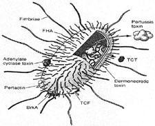 Patogenez Tutunma Filamentoz hemaglutinin Fimbria