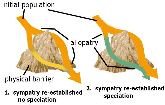 1-Allopatrik Türleşme Seçilim ve sürüklenme, kendi türlerinin geri kalanından izole edilmiş popülasyonlar üzerine bağımsız olarak etki ederlerken bu ayrılma, birbirleriyle çiftleşip üreyemeyen canlı