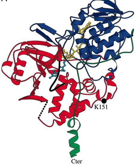 Moleküler modelleme ve In vitro Biyokimyasal Analiz Çalışmaları Sonucu En Yüksek Aktivite Gösteren 5 Bileşik: Pirazolin Yapısı Taşıyanlar: O CH 3 O N N N CH C 2 O O Cl