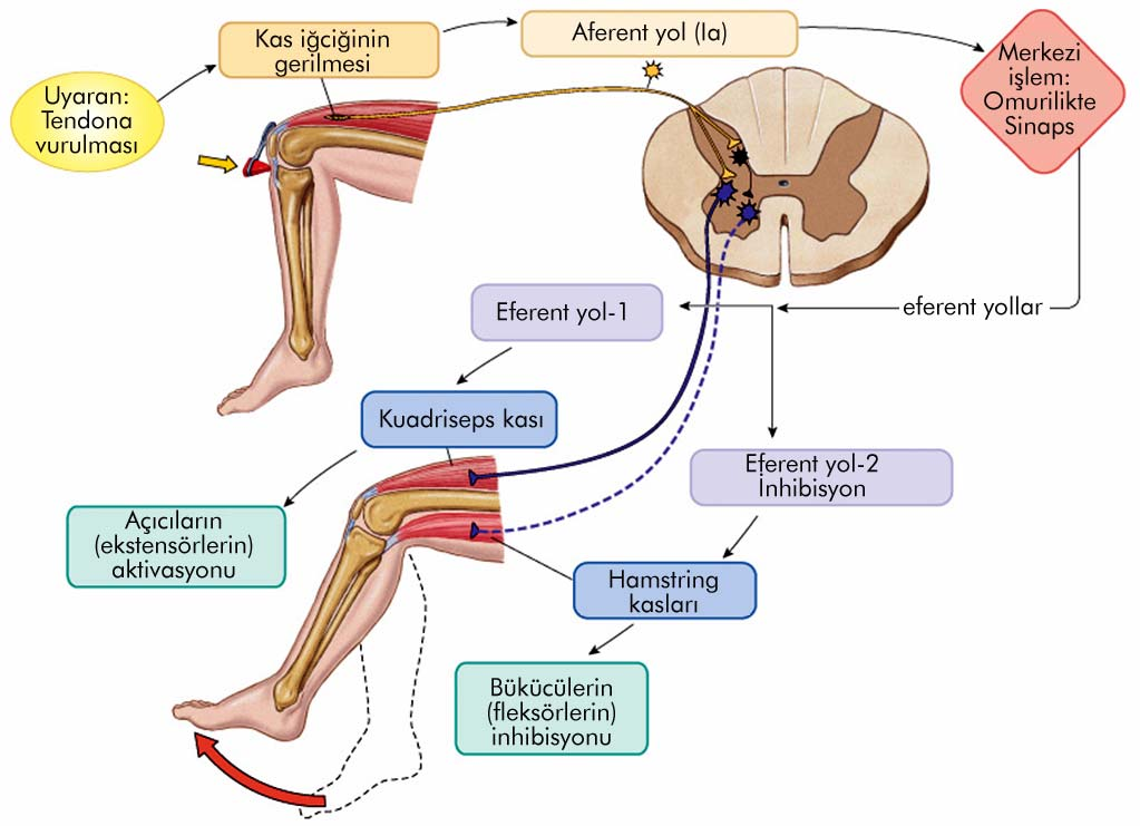 Miyotatik Refleks: Gerim ve