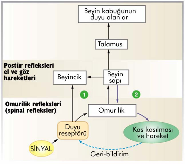 Hareket: Bir Çok Kas Grubunun Ortak Çalışması Refleks hareketler Omurilikte