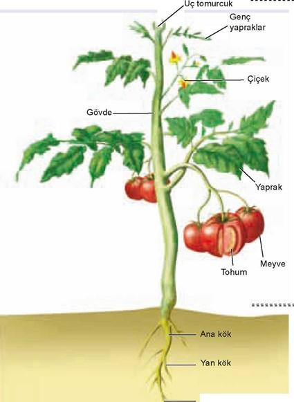 BİTKİLERİN YAPISI Bitkilerde toprak üstü ve toprak altı olmak üzere iki tane sistem vardır. Toprak üstü organ sistemine SÜRGÜN SİSTEM Toprak altı organ sistemine ise KÖK SİSTEMİ denir.