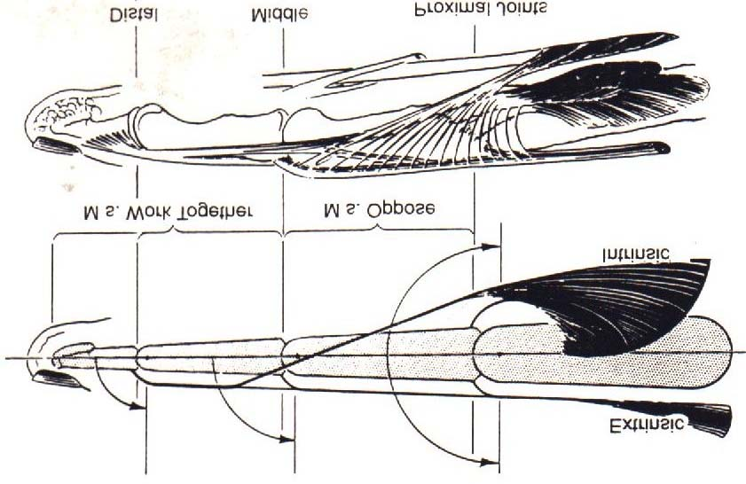 Şekil 13. İntrinsik kasların parmak ekstansiyonundaki rolü. 53 2. 2. 3. Abduksiyonda Motor Güç Abduksiyon terimi ile parmakların ışınsal olarak birbirinden uzaklaşması kastedilir.