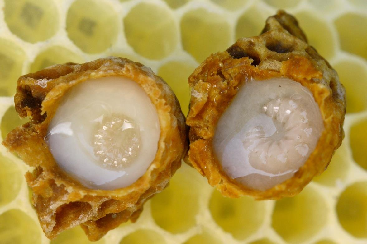 6-12 günlük genç işçi arıların, polen ve bal yiyerek yutaklarının üst tarafındaki bezlerden salgıladıkları krem rengi, ekşimsi bozadan