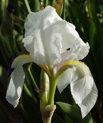 Tür: Iris florentina L., I. pallida Lam., I. germanica L.