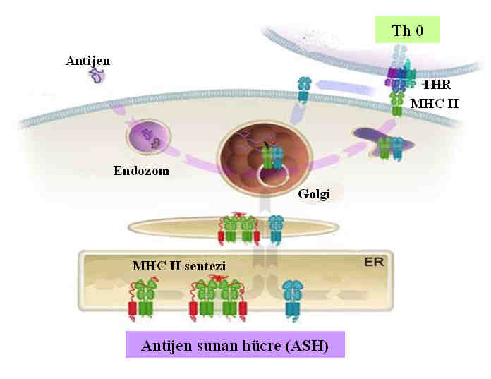 Şekil 2.1. Antijen sunan hücre tarafından antijenin alınması, işlenmesi ve naif T hücresine sunumu Aktivasyonun tamamlanması için MHC II-THR etkileşimine ek olarak kostimülatörlere ihtiyaç vardır.
