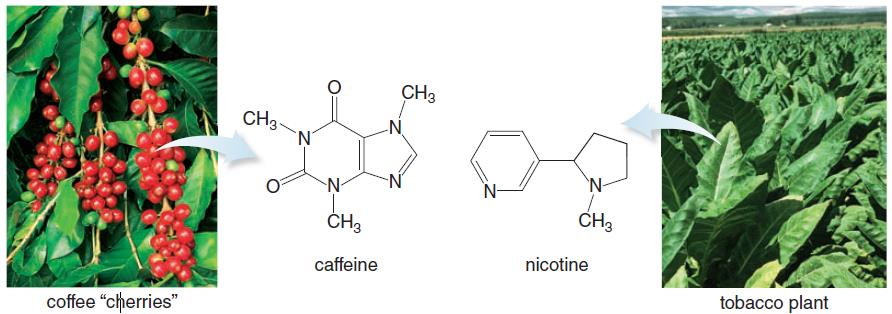 Bazı Aminler ve Amidler Kafein ve nikotin, halkalar halinde azot atomları içeren merkezi sinir sistemi