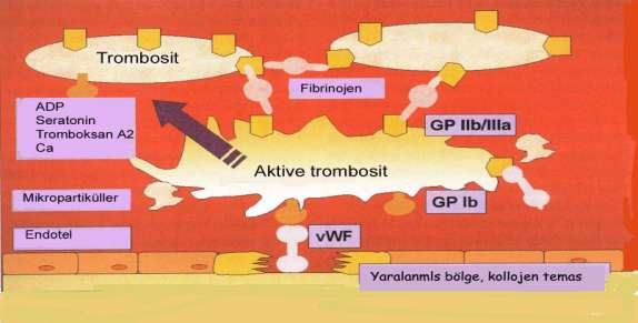 Trombosit Reseptörleri Trombositlerin içerdiği yüzey glikoproteinlerinin bir bölümü reseptör