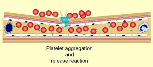 ERKEN (PRİMER) HEMOSTAZ Vazokonstriksiyon Gp 1b Platelet + vwf + kollajen Platelet