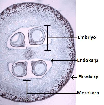 MEYVANIN İÇ YAPISI Meyva kabuğu (Perikarp): 3 kısımdan oluşur, yaprak morfolojisi içerir. Ekzokarp üst epiderma, Mezokarp mezofil Endokarp alt epiderma Ekzokarp: Bir tabaka halindedir.