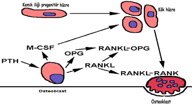 10 Şekil 2.1. OPG-RANKL-RANK ilişkisi. RANKL etkisi TNF reseptör ailesinden, salgılanabilir dimerik bir glikoprotein olan 120 kda ağırlığındaki OPG tarafından bloke edilir.