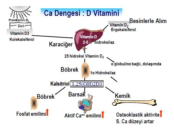 50 Şekil 2.8. D vitamininin metabolizması ve etkileri.