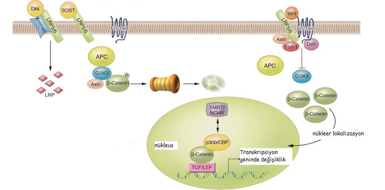 64 reseptörünün plazma membranından endositozla temizlenmesine neden olarak Wnt sinyal iletim yolağını engellerken; sklerostin Wnt reseptör kompleksinin bir alt ünitesine bağlanıp Wnt ile reseptör