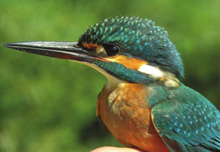 Alcedo atthis (Yalıçapkını) Demre Noel Baba Kuş Cenneti Kuşları Demre Noel Baba Bird Paradise Fotoğraflar: Ali ERDOĞAN ÖZET Bir ülkenin veya bölgenin biyolojik zenginliği, doğal olarak barınan