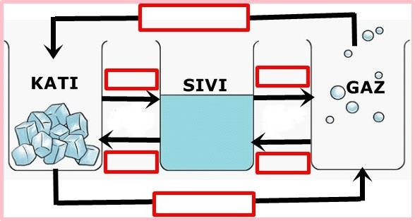 8) AĢağıda verilen hal değiģim Ģemasında, kutucuklara yazılması gereken kelimeleri ok iģaretlerinin yönlerine dikkat ederek yazınız. 9) AĢağıda verilen yapı ve organların isimlerini yazınız.