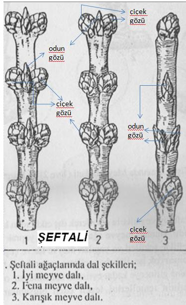 Şeftali Odun Gözleri: Meyve gözlerine göre daha ince ve küçüktür. Üzerleri bol tüylüdür. Açıldıklarında bunlardan sürgün veya yapraklar meydana gelir.