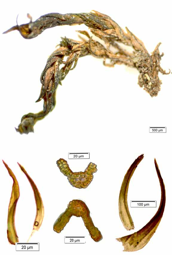 114 Biological Diversity and Conservation 6 / 2 (2013) Şekil 7.