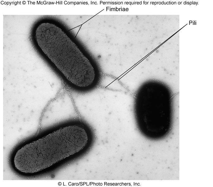Bakteri Tutunma (Adhesin) Faktörleri Fibria İpliksi yapıdadır.