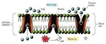 Lifsi olmayan bağlanma Kapsüllün hücre duvarı proteinleri ve karbonhidratları epitelyum üzerine ya kolonize