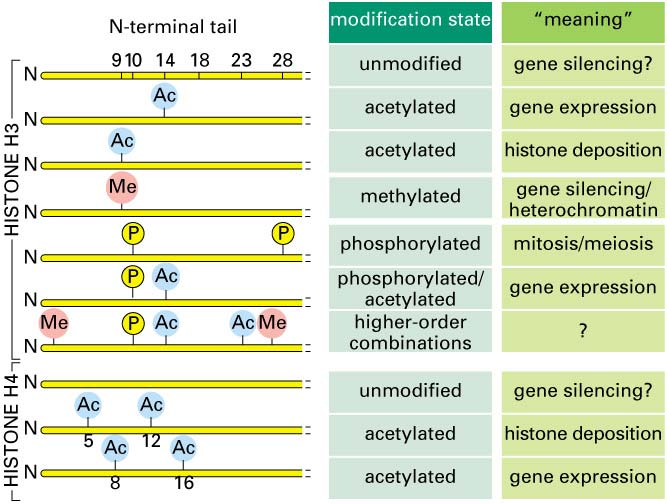Histon tails DNA girintileri arasına yapışır. Kuyruklardaki Post-translational kimyasal modifikasyonlar işlevi kontrol eder.