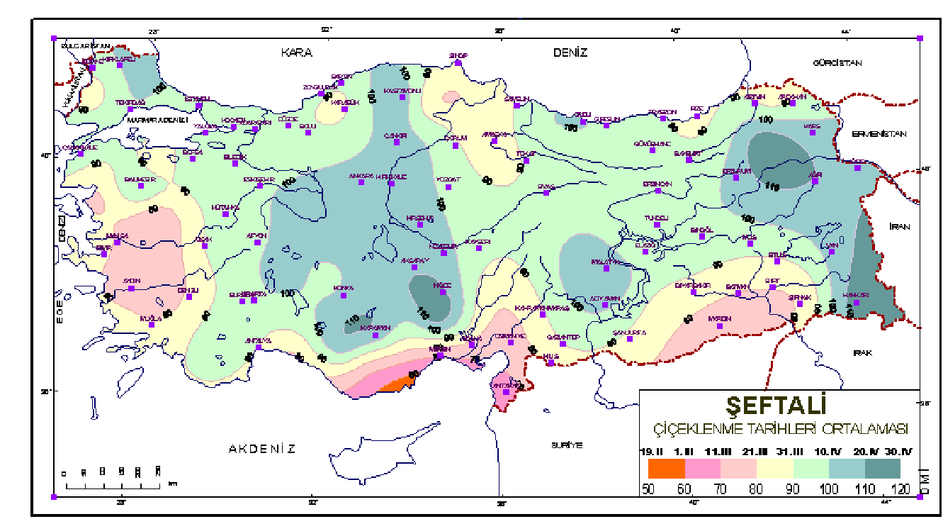 5 süresinin tür, çeşit, ekoloji ve yıllara göre değiştiğini, ortalamanın üzerindeki hava sıcaklıklarının tam çiçeklenme zamanını etkilediğini, çiçeklenme süresi ve olgunlaşma periyodunu kısalttığını