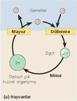 Hayvanlarda yaşam döngüsü Döngüde haploit hücreler sadece gametlerdir.