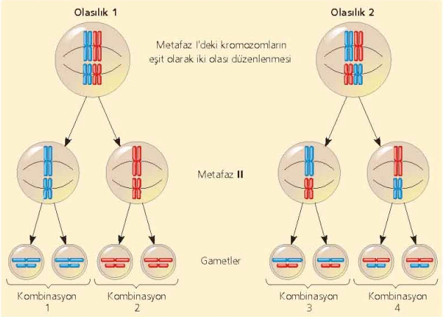 Kromozomların bağımsız açılımı Metafaz-Iʼ deki her bir homolog kromozom çiftinin konumlanması şansa