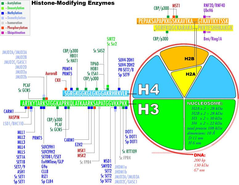 Histon kuyruklarını kullanarak Kromatinin yeniden yapılanması. DNA nın replikasyon, transkripsiyon için ulaşılabilir olması gerekmektedir.