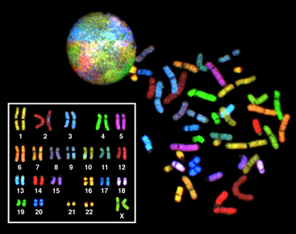 Kromozom bantlama Kromozomlarda GC içeriği bölgeden bölgeye değişmektedir. Bu bölgeler kondens olmuş kromozomlarada boyamada farklılık göstermektedir.