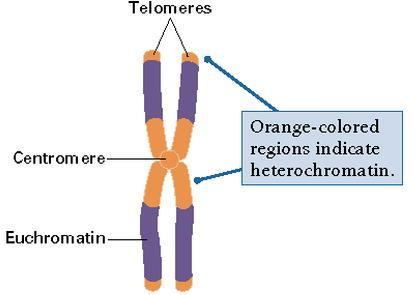 Telomerler ve sentromer Telomerler Linear kromozomların sonunda bulunan ve özel bir sekansa sahip olan bu yapılar kromozomları stabil hale getirmeye yardımcı olur ve replikasyon için gereklidirler.