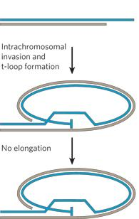 Sentromerler Mitotik ve mayotik ipliklerin kromozomlara bağlandığı DNA dizilerini içeren kromozom bölgelerine sentromer denir. Her kromozomun doğru yavru hücreye düzgünce ayrılmasını sağlarlar.