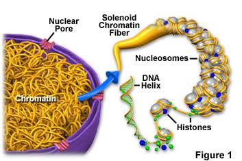 Histon-olmayanlar Histonlar dışında DNA ile etkileşimi olan tüm diğer proteinlerdir. Çoğu eksi yüklü asidik proteinlerdir.
