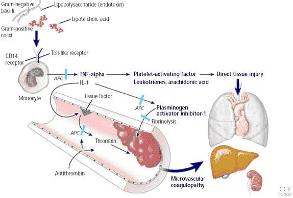 PATOGENEZ Dr.