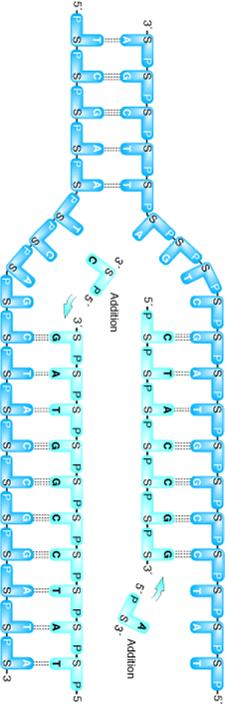 c) Replikasyon çatalının oluşması Helikaz aktivitesi ile açılan çift zincirde replikasyonun olduğu bölgeye