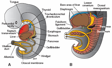 Resim 2. Ligamentum falsiforme ve omentum minusun oluşumu (11).