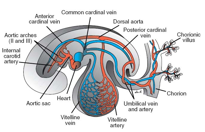 2.1.1. Karaciğerin Vasküler Embriyolojsi 2.1.1.1.Arteriyel sistem Vitellin ve umbilikal arterler: Vitellin arterler başlangıçta yolk sakı besleyen bir çift arter iken zamanla birleşerek dorsal mezenter arterleri oluşturur.