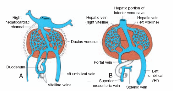 Primer intestinal loopu drene eden süperior mezenterik ven, sağ vitellin venden çıkar. Sol vitellin venin distal parçası kaybolur.